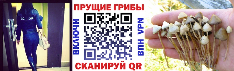 Купить  Сорочинск  Псилоцибиновые грибы MAGIC MUSHROOMS 